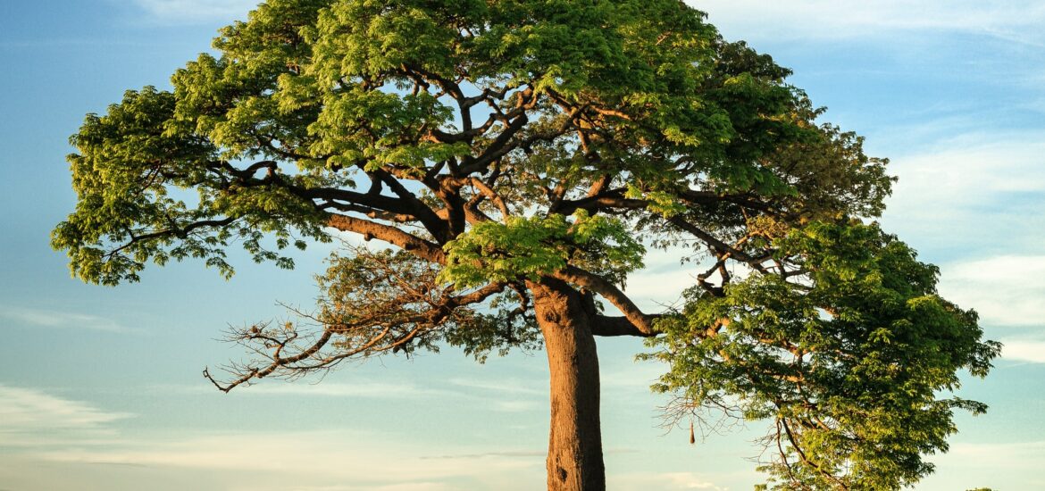 Tre Miliardi Di Alberi