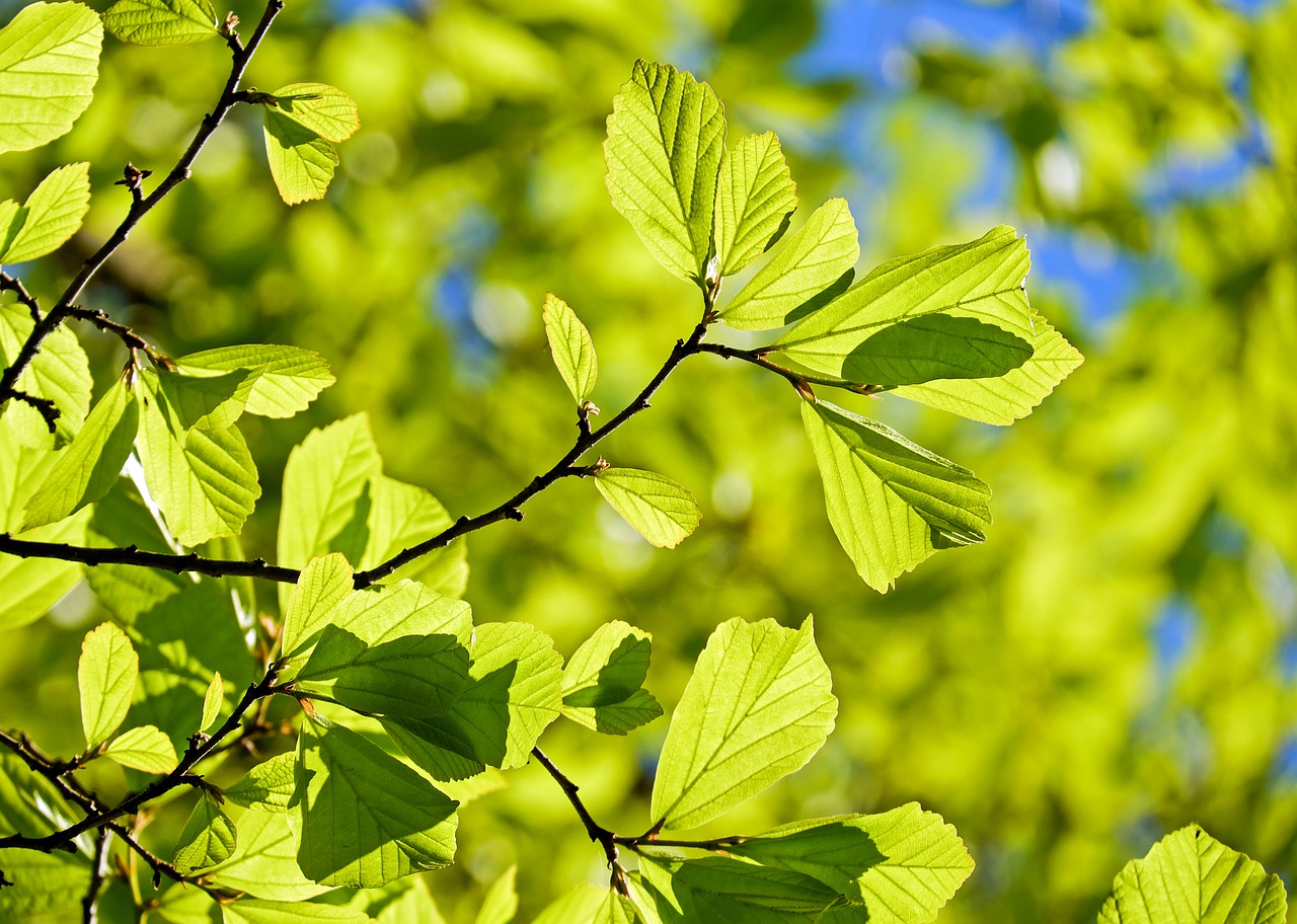 Why are the leaves green?