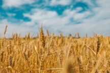 Stati Uniti Grano Ucraino