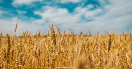 Stati Uniti Grano Ucraino