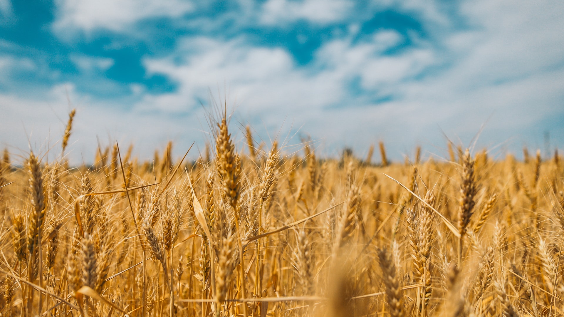 Because the war between Russia and Ukraine will raise the price of wheat