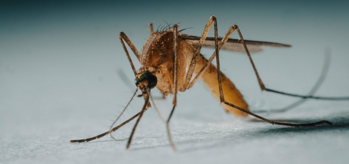 chikungunya veneto