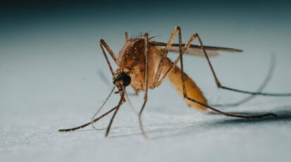 chikungunya veneto