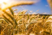 Grano Ucraina Russia