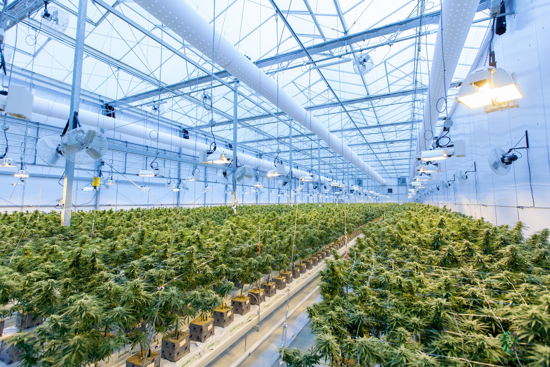 legalizzazione cannabis Germania