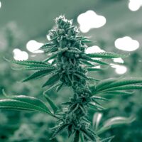 cannabis anziani