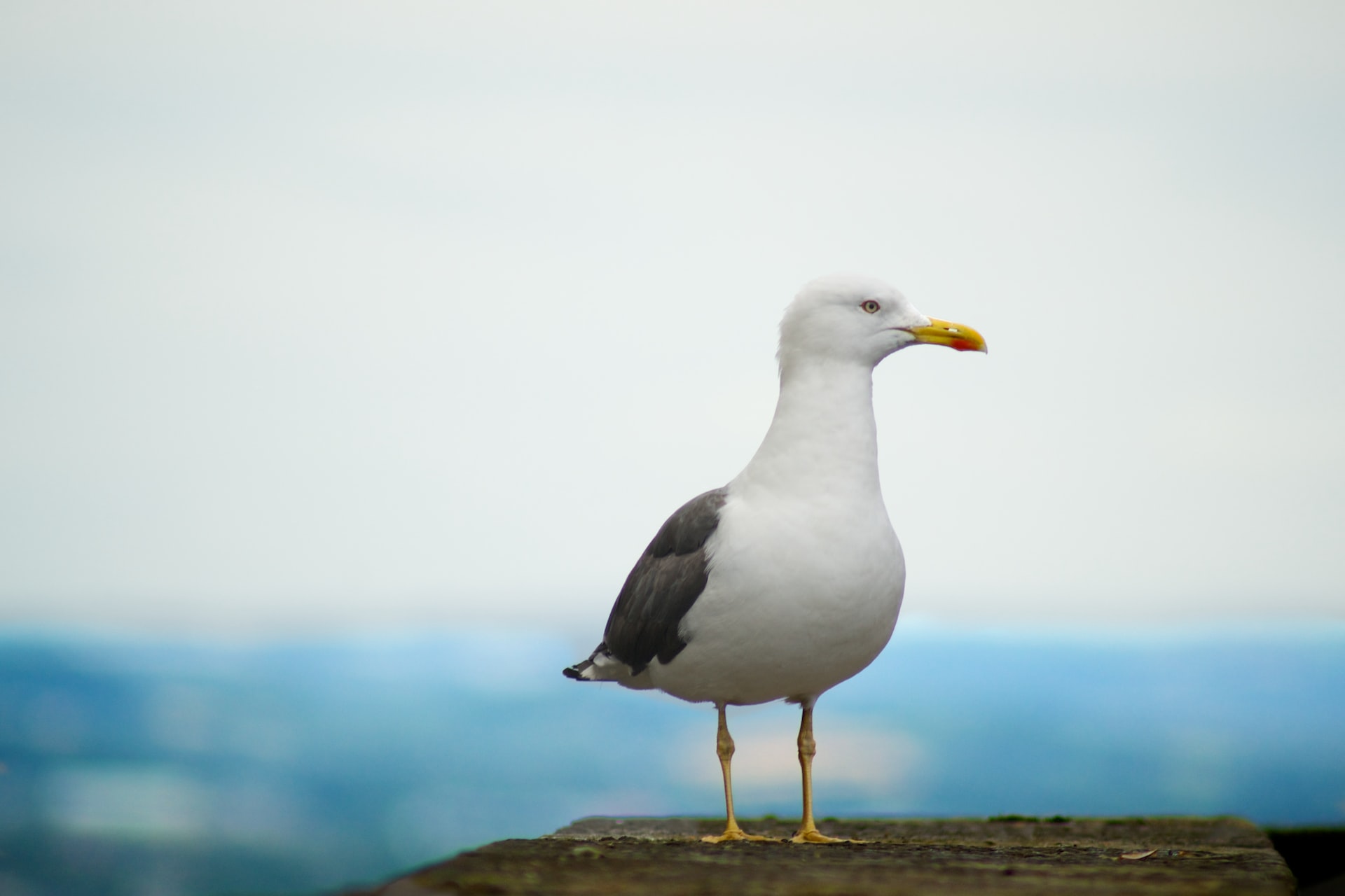 Bird flu, what's happening (even at the price of eggs)