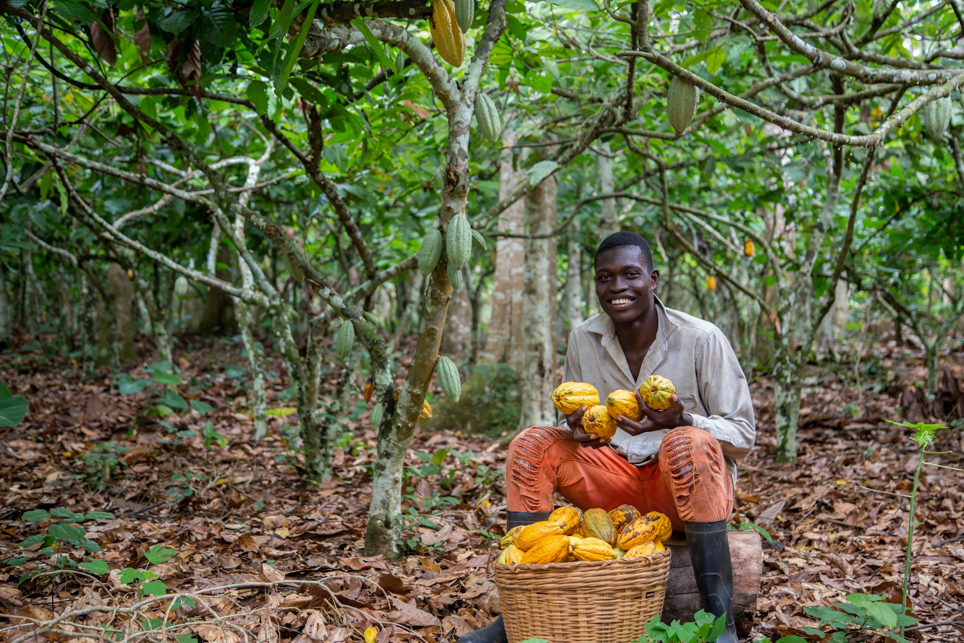 prezzo cacao