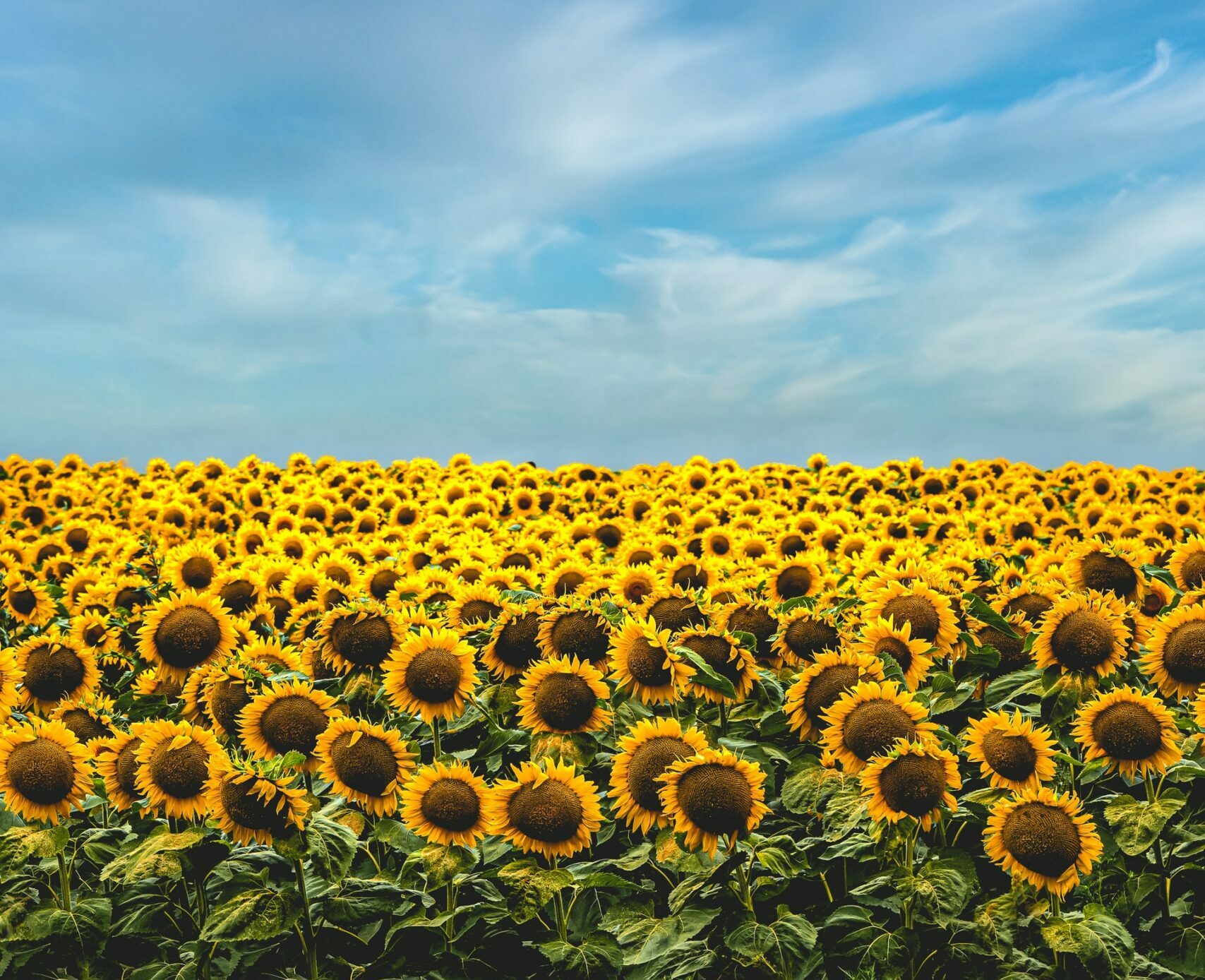 In France, sunflowers have become the new oil. Le Monde report