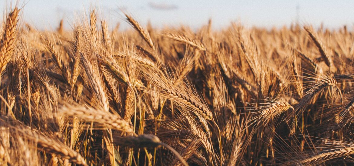 grano guerra ucraina