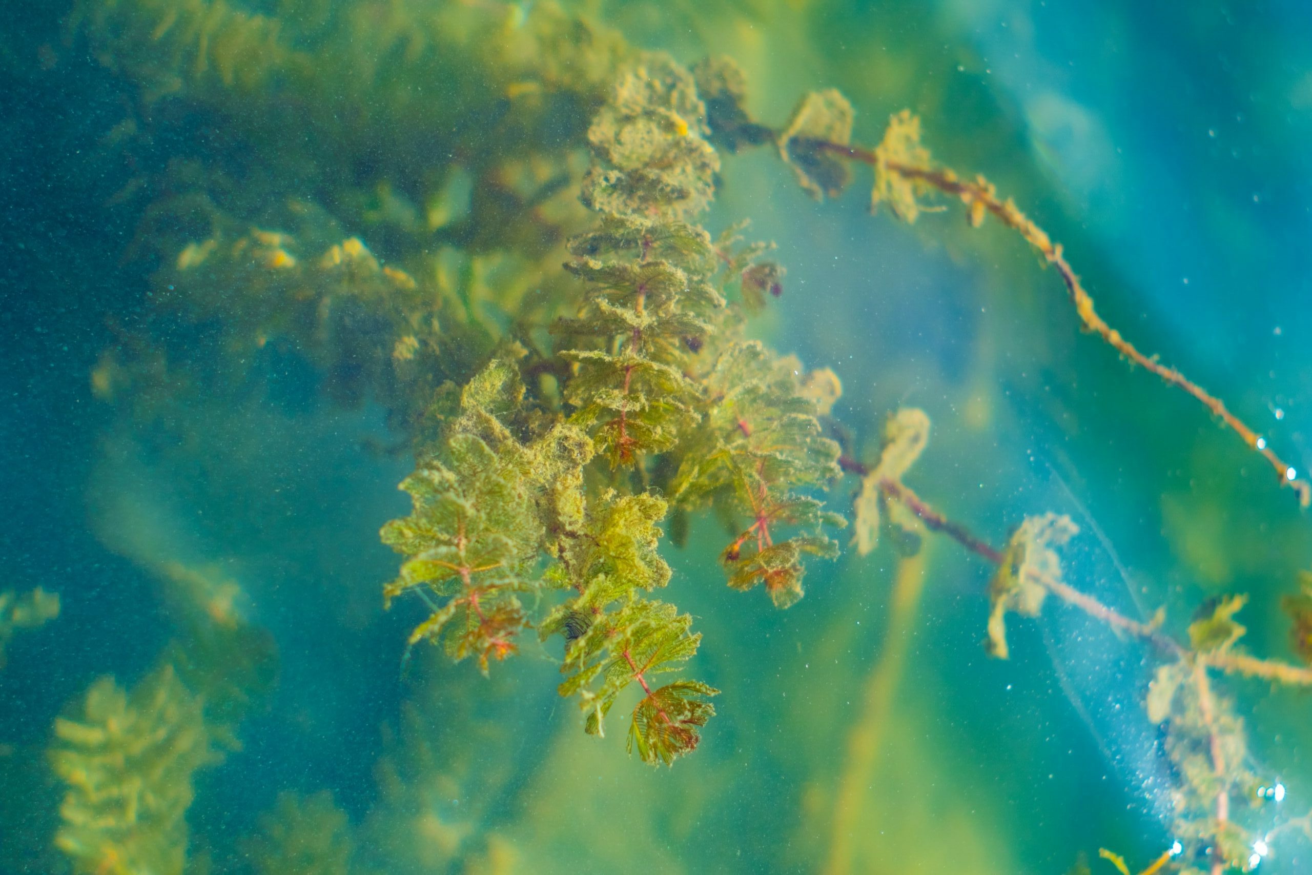 Will seaweed be the new protein on the table?