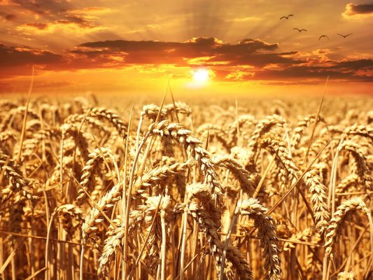 codici promozionali di buona qualità spedizione gratuita Grano Senatore Cappelli, l'Antitrust arerà Sis e Coldiretti ... codici promozionali di buona qualità spedizione gratuita Grano Senatore Cappelli, l'Antitrust arerà Sis e Coldiretti ...