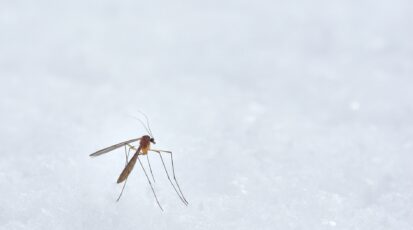west nile virus
