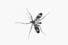 Vaccino Malaria