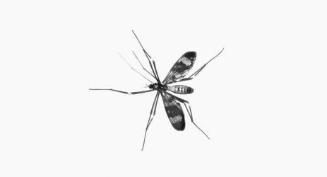 vaccino malaria